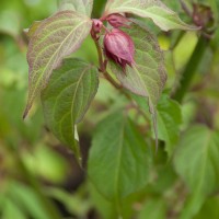 Himalayan Honeysuckle